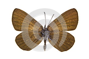 Cupido osiris (Osiris Blue)