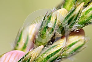 Cupido staudingeri ova , Staudinger`s blue butterfly egg photo