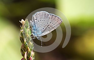 Cupido staudingeri , Staudinger`s blue butterfly photo