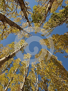 Cupola - poplars and sky