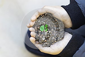 Cupped child hands holding a green seedling  Small germinated plant with black soil