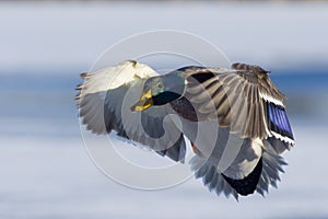 Cupped Drake Mallard