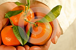 Cupped hands with clementines