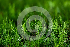 Cupressocyparis leylandii, a species of garden fence grasses