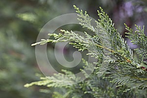 Cupressus macrocarpa or Hesperocyparis macrocarpa, Monterey cypress