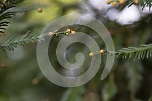 Cupressus macrocarpa or Hesperocyparis macrocarpa, Monterey cypress