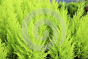 Cupressus Macrocarpa plants in the garden