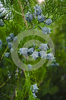 Cupressus with seed photo