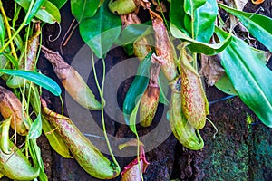 Cups of a pitcher plant with leaves in closeup, nephenthes specie, tropical carnivorous plants