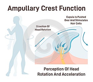 Cupula, vestibular system organ. Inner ear ampullary cupula providing photo