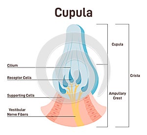 Cupula, vestibular system organ. Inner ear ampullary cupula providing photo