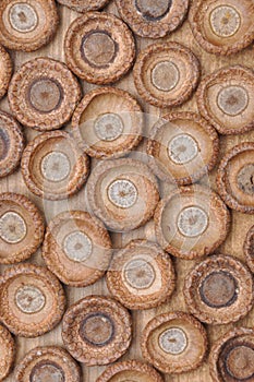 Cupule oak acorn fruit pattern