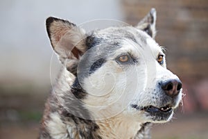 Cur dog posing in the sunshine