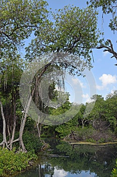 Curacao Rif Mangrove Park landscape