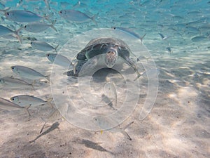 Curacao Views - Turtles and balls of fish at Westpun