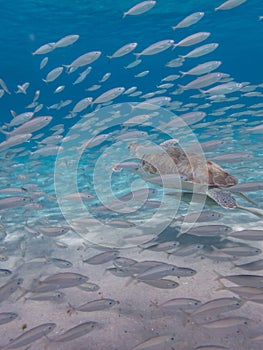 Curacao Views - Turtles and balls of fish at Westpun