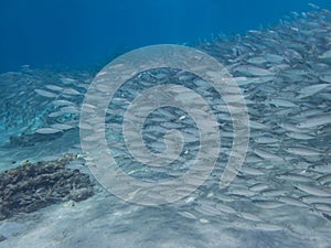 Curacao Views - Turtles and balls of fish at Westpun