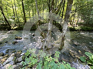 Curak stream near the Zeleni vir picnic area in Gorski kotar - Vrbovsko, Croatia / Potok Curak kod izletiÅ¡ta Zeleni vir