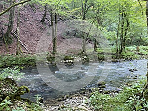 Curak stream near the Zeleni vir picnic area in Gorski kotar - Vrbovsko, Croatia / Potok Curak kod izletiÅ¡ta Zeleni vir