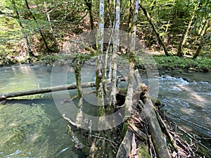 Curak stream near the Zeleni vir picnic area in Gorski kotar - Vrbovsko, Croatia / Potok Curak kod izletiÅ¡ta Zeleni vir