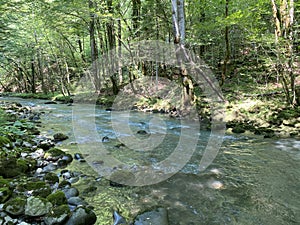 Curak stream near the Zeleni vir picnic area in Gorski kotar - Vrbovsko, Croatia / Potok Curak kod izletiÅ¡ta Zeleni vir