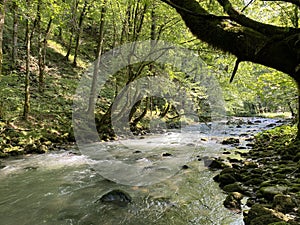 Curak stream near the Zeleni vir picnic area in Gorski kotar - Vrbovsko, Croatia / Potok Curak kod izletiÅ¡ta Zeleni vir