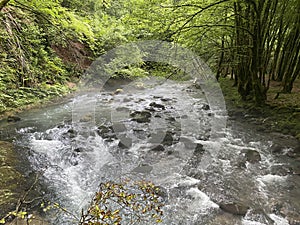 Curak stream near the Zeleni vir picnic area in Gorski kotar - Vrbovsko, Croatia / Potok Curak kod izletiÅ¡ta Zeleni vir