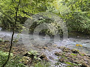 Curak stream near the Zeleni vir picnic area in Gorski kotar - Vrbovsko, Croatia / Potok Curak kod izletiÅ¡ta Zeleni vir
