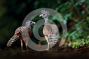 Curassow, Crax rubra, two big black bird with yellow bill in the nature habitat, Costa Rica. Wildlife scene from tropic forest.