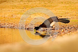 Curassow drinking lake water. Bare-faced Curassow, Crax fasciolata, big black bird with yellew bill in the nature habitat, Barranc