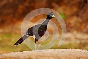 Curassow near the lake water. Bare-faced Curassow, Crax fasciolata, big black bird with yellew bill in the nature habitat, Barranc