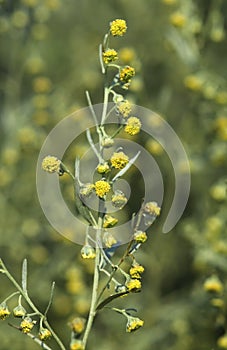 Curative Artemisia absinthium photo