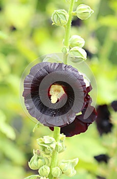 Curative black Alcea rosea