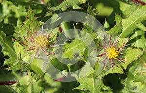 Curative Cnicus benedictus