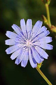 Curative common chicory flower blooming photo