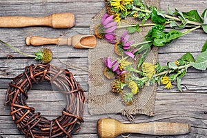 Curative Echinacea and inula