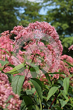 Curative flower Eupatorium cannabinum blooming