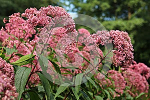 Curative flower Eupatorium cannabinum blooming