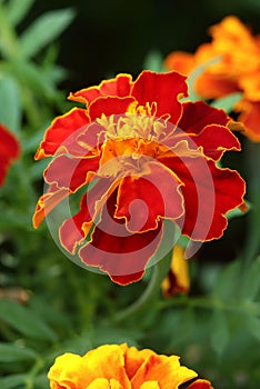 Curative french marigold flower blooming