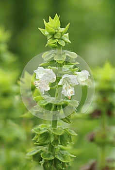 Curative great basil plant blooming