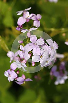 Curative Lunaria rediviva