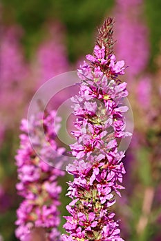 Curative purple loosestrife flower blooming