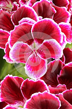 Curative red pelargonium in blossom