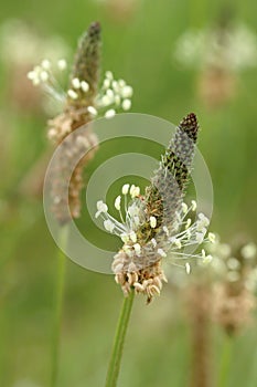 Curative ribwort plantain in blossom