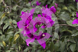 Curazao or bougainvillea flowers with purple flowers with fresh green leaves in summer light with space for text photo