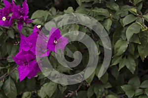 Curazao or bougainvillea flowers with purple flowers with fresh green leaves in summer light with space for text photo