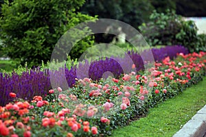 The curb in the Park of roses and sage