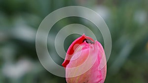 Curculionidae on a beautiful pink tulip, spring photo