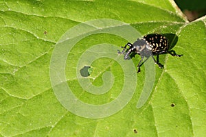 Curculionidae on the leaf photo