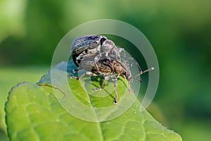Curculionidae weevils snout beetles mating